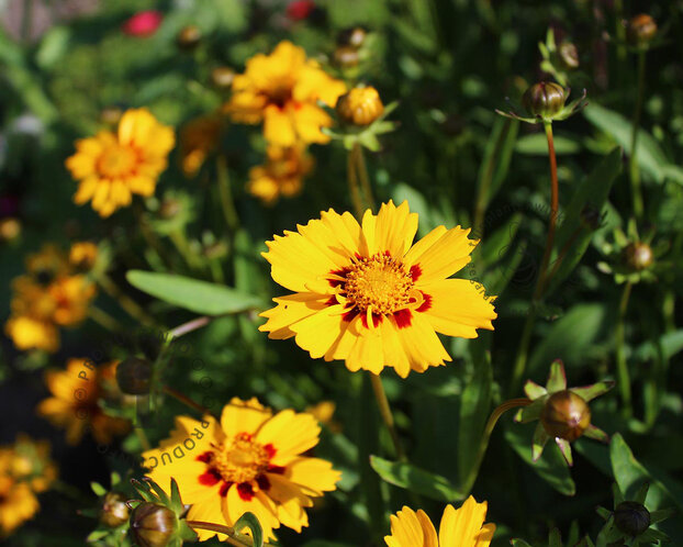 Coreopsis grandiflora 'Sonnenkind'