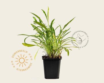 Coreopsis grandiflora 'Sonnenkind'