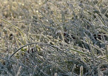 Planten beschermen tegen vorst