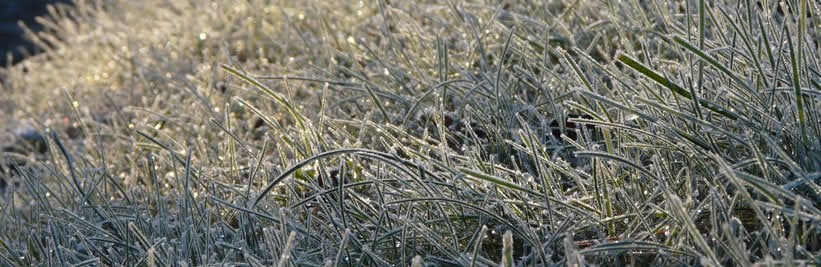 Planten beschermen tegen vorst