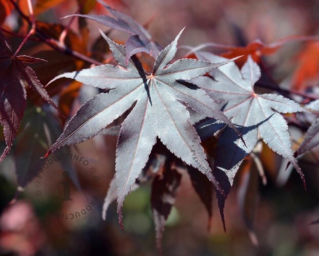 Acer palmatum 'Bloodgood'
