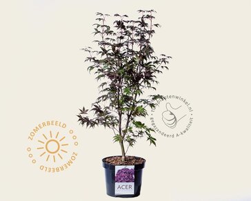 Acer palmatum 'Bloodgood'
