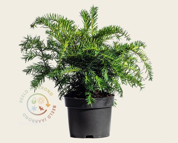 Taxus baccata 'Repandens'