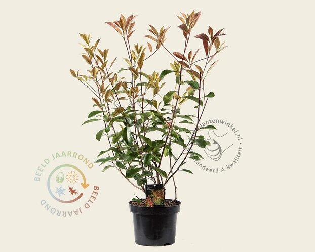Photinia fraseri 'Red Robin'