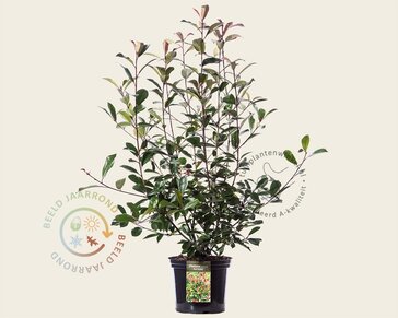 Photinia fraseri 'Red Robin'