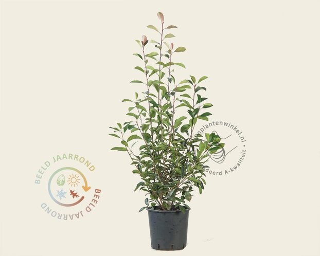Photinia fraseri 'Red Robin'