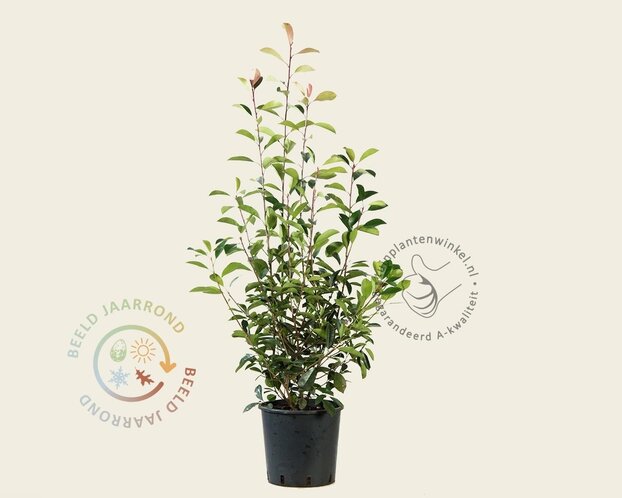 Photinia fraseri 'Red Robin'