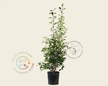 Photinia fraseri 'Red Robin'