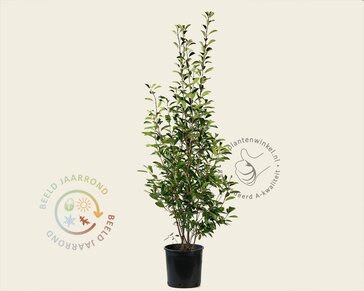 Photinia fraseri 'Red Robin'