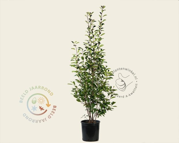 Photinia fraseri 'Red Robin'
