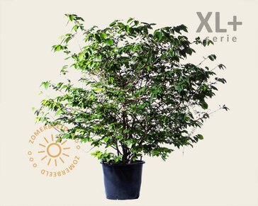 Viburnum plicatum 'St Keverne' - XL+
