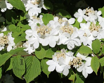 Viburnum plicatum 'St Keverne' - XL+