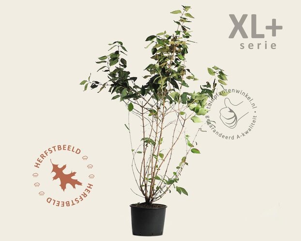 Viburnum plicatum 'St Keverne' - XL+