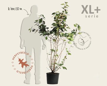 Viburnum plicatum 'St Keverne' - XL+
