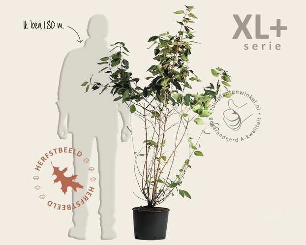 Viburnum plicatum 'St Keverne' - XL+