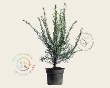 Taxus baccata - in pot