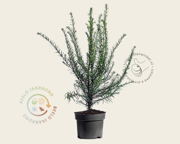 Taxus baccata - in pot