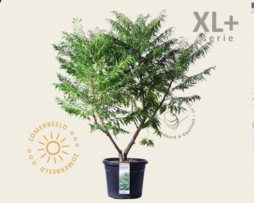 Rhus typhina 'Dissecta' - XL+