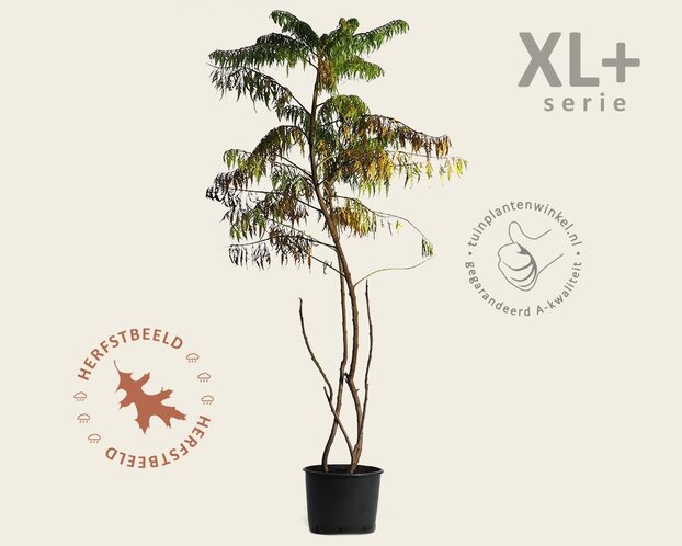 Rhus typhina 'Dissecta' - XL+