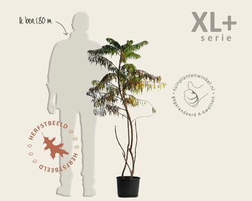 Rhus typhina 'Dissecta' - XL+
