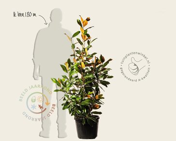 Magnolia grandiflora - XL+