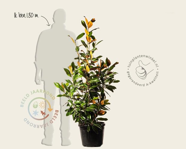 Magnolia grandiflora - XL+