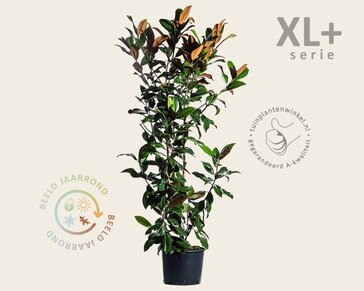 Magnolia grandiflora - XL+
