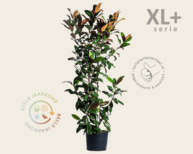 Magnolia grandiflora - XL+