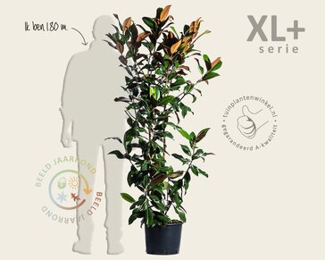 Magnolia grandiflora - XL+