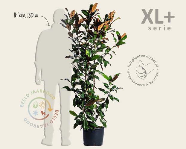 Magnolia grandiflora - XL+