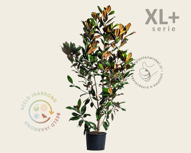 Magnolia grandiflora - XL+