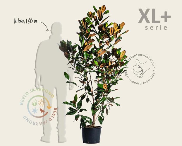 Magnolia grandiflora - XL+