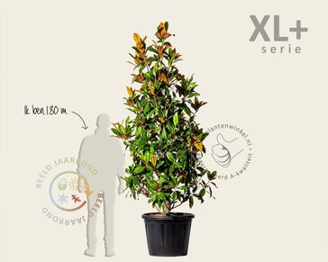 Magnolia grandiflora - XL+