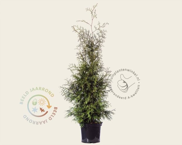 Thuja occidentalis 'Brabant' - in pot