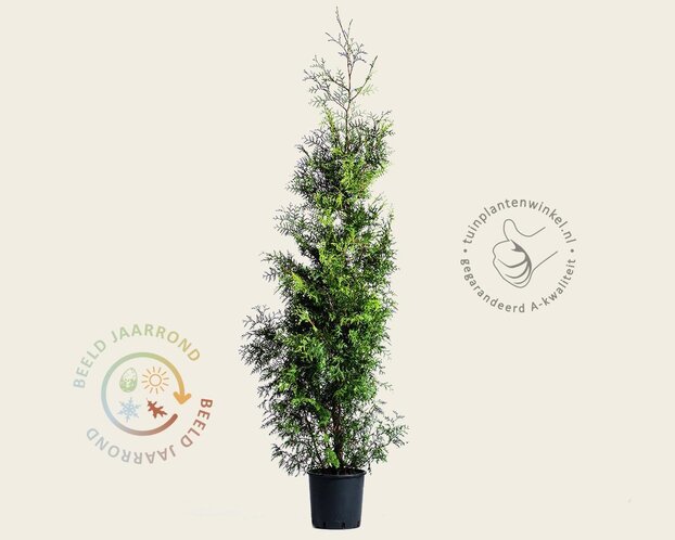 Thuja occidentalis 'Brabant' - in pot