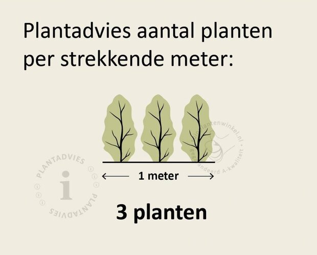 Thuja occidentalis 'Brabant' - in pot