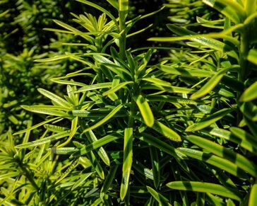 Taxus baccata 'David' - in pot - XL