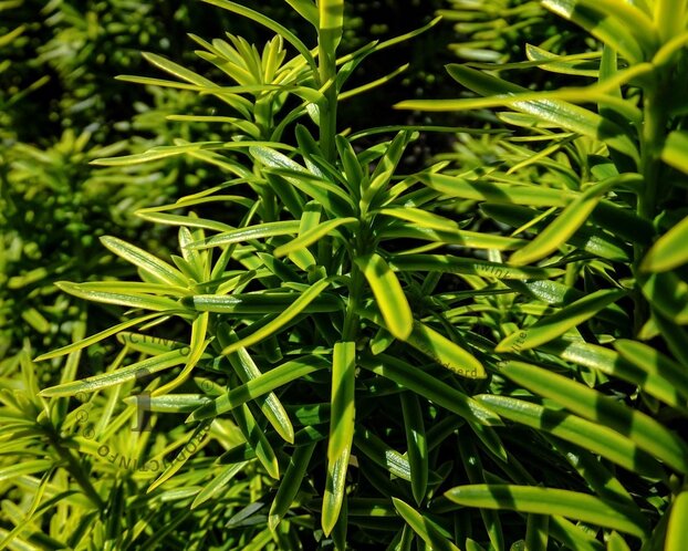 Taxus baccata 'David' - in pot - XL