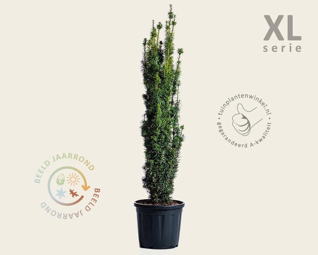 Taxus baccata 'David' - in pot - XL