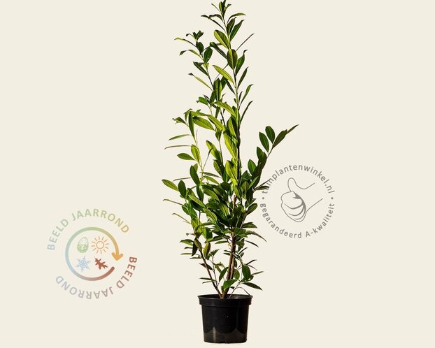 Prunus laurocerasus 'Caucasica' - in pot