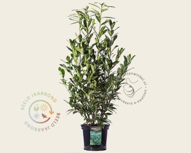 Prunus laurocerasus 'Caucasica' - in pot