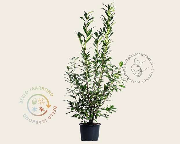Prunus laurocerasus 'Caucasica' - in pot