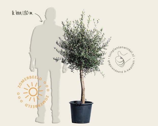 Olea europaea - gladde stam oud