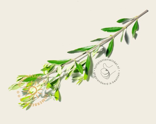 Olea europaea - gladde stam oud