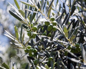 Olea europaea - gladde stam oud