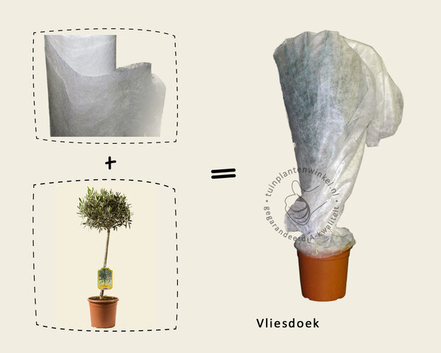 Olea europaea - gladde stam oud