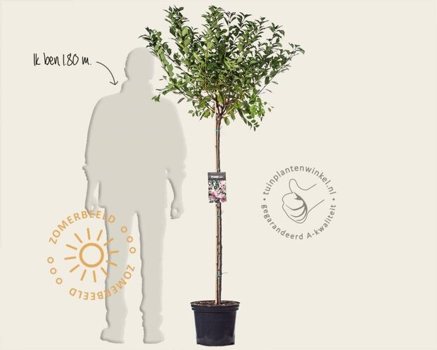 Prunus triloba - op stam