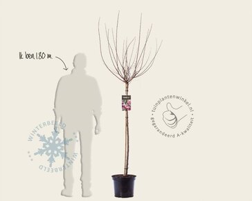 Prunus triloba - op stam