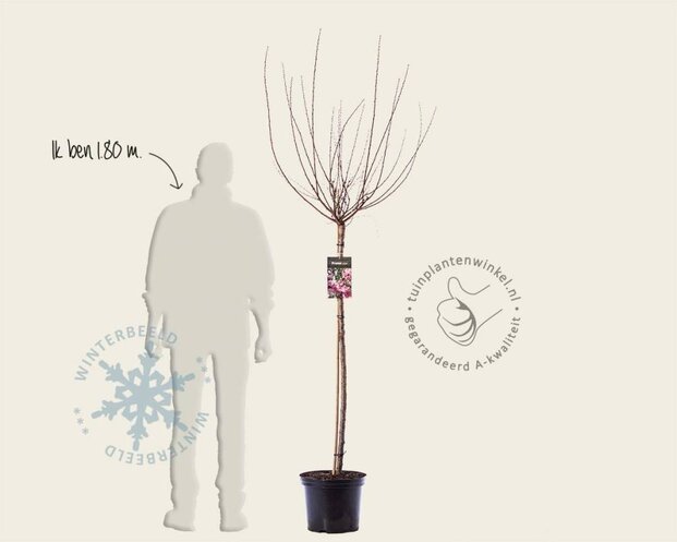 Prunus triloba - op stam