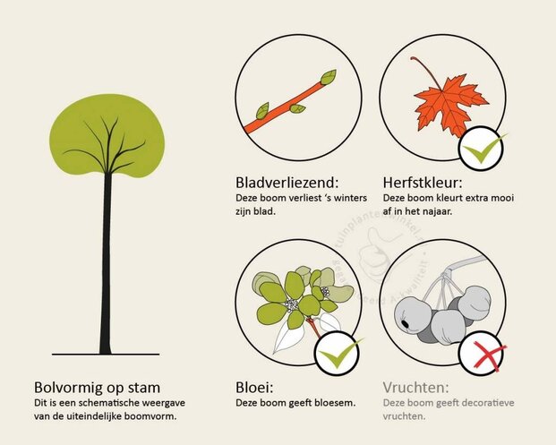 Prunus triloba - op stam